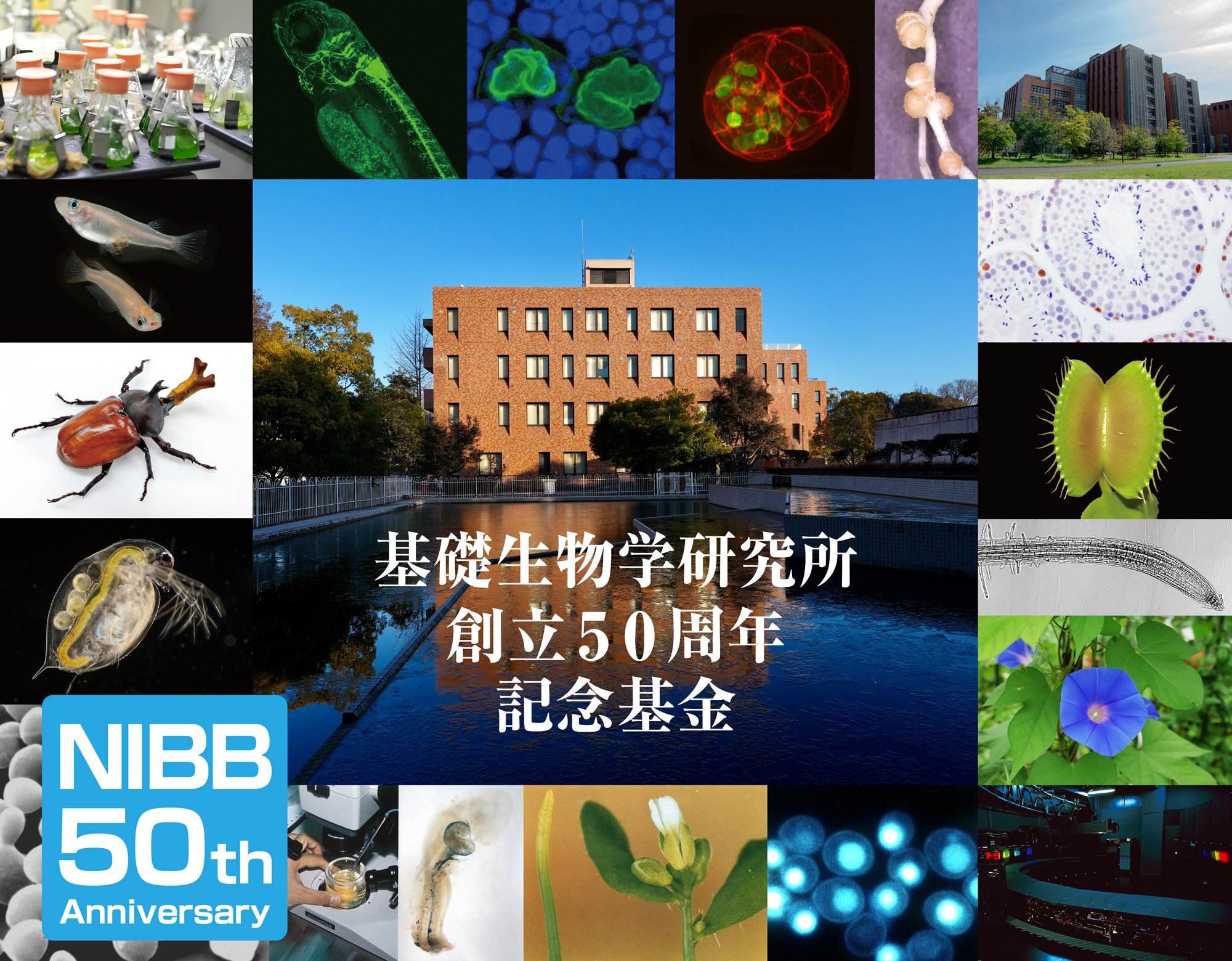 NIBB50th.jpg